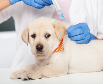 Veterinary Compounding